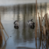 Сумка-отпускалка Avid Carp PRO-Tect